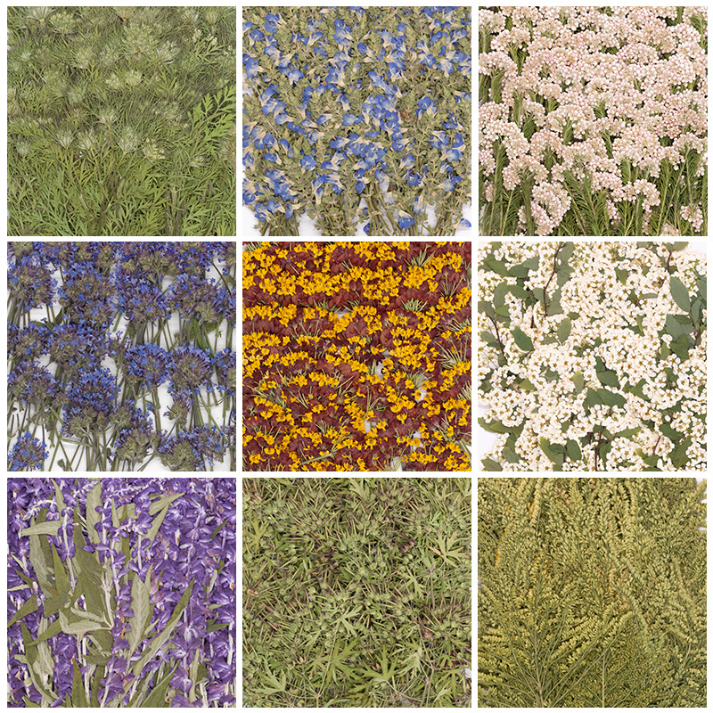 500Pcs Large Package of Fern P - Dried Flower Bookmark ulasan dan harga